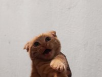 Scottish Fold Erkek Yavrular Çok Sevimli ve Oyuncu