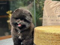 Nadir Renk, Oyuncu Yavru Pomeranian