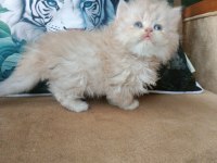 British Longhair golden erkekler