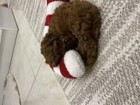Toy poodle çok akıllı bir kuzucuk