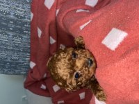 OYUNCAK BOY SAF KORE TOY POODLE BEBEKLERİMİZ