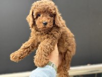 Yasal işletmeden ziyarete açık safkan toy poodle