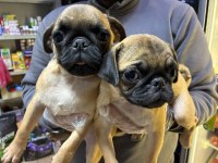 Irk Ve Sağlık Garantili Pug Köpekler