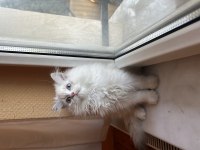 Safkan bebek british longhair