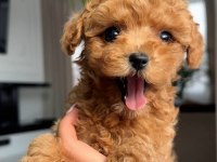 Toy poodle bebeklerimiz
