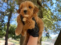 Maltipoo Bebekler 
