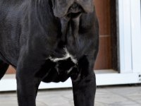 Şecere belgeli ırk ve sağlık garantili cane corso yavrular