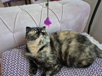 Eşsiz Surat Yapısına Sahip Özel Renk Scottish Fold