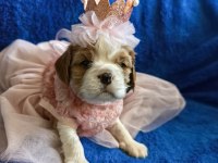 Prenses ve prens safkan cavalier king charles yavrular