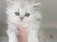BONCUK GÖZLÜ BRİTİSH BEBEKLER