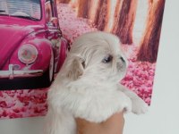imperyal pekinez köpeği