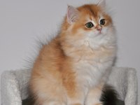 3 AYLIK GOLDEN BRİTİSH LONGHAİR NY12 YAVRU