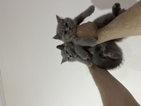 Lilac fawn british shorthair bebekler