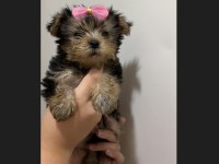 Teacup yorkshire terrier yavrular