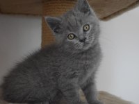 Scottish Fold & Straight Yavru Sahiplendirme