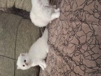 Safkan british longhair dişi erkek 1 buçuk aylık
