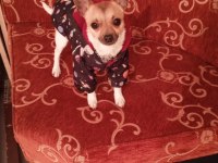Chihuahua sahiplendirme