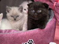 MİNİ MİNİ TÜY YUMAKLARI KEDİLER YENİ AİLESİNİ ARIYOR