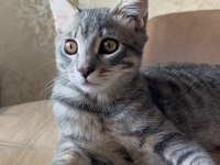 6 aylık tekir kedimiz Gojo ya kalıcı yuva arıyoruz