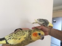SULTAN PAPAĞANI ÇAPKIN VE LİMONLA AYRILMA VAKTİ GELDİ