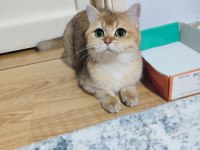 Golden ny12 dişi 2 yaş british shorthair