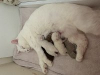 British shorthair kedimize yuva arıyoruz dişi beyaz