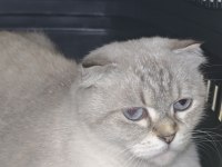 British longhair kedisi