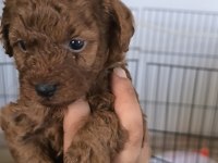 Toy poodle bebekler