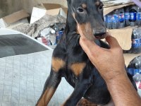 Safkan Premium Doberman Mi Yavruları