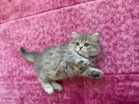 Dünya tatlısı british longhair yavrular