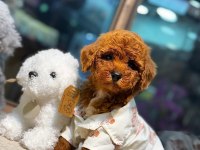SEVİMLİ POODLE YAVRULAR