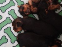 Yorkshire terrier yavrularımıza yuva arıyoruz