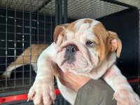 Üst düzey bulldog dişi yavrular