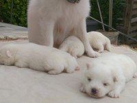 36 günlük spitz Pomeranian yavruları