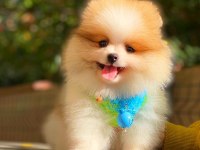 POMERANİAN BEBEKLER (TEDDY BEAR SPİTZ)