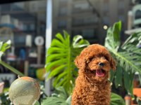 SAĞLIK VE IRK GARANTİLİ TOY POODLE