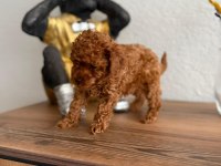 Toy poodle köpeğimiz