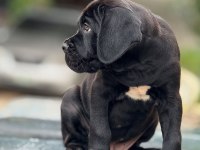 Orjinal Safkan garantili dev Cane Corso yavruları