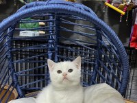 British shorthair kar beyaz mavi gözlü yavru