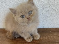 Yavruların En Sevimlisi Fawn British Shorthair