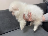 Orjinal ukranie white pomeranian boo