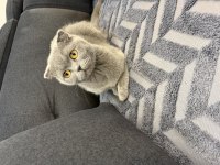 Bir buçuk yaşında dişi kedimiz sakin sevecen uyumlu