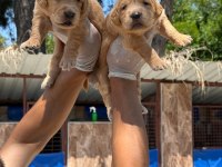 Golden retriever yavrularımız