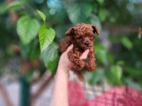 toy poodle köpeğimiz antalya