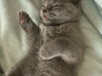 2 Aylık British Shorthair Yavrum Yeni Yuvasını Bekliyor