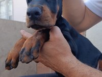 A şecere üst düzey doberman
