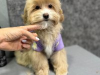RUHSATLİ ÇİFLİKTEN ÖZEL MALTİPOO YAVRULARİ ISTANBUL