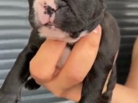 French Bulldog Yavrular