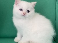 Safkan british shorthair bebeklerim