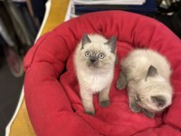 british shorthair Blu Point